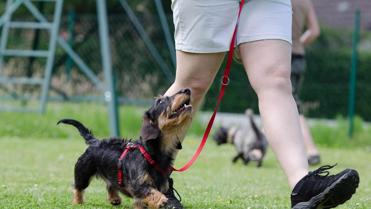 How to Use Toys as Rewards in Dog Training